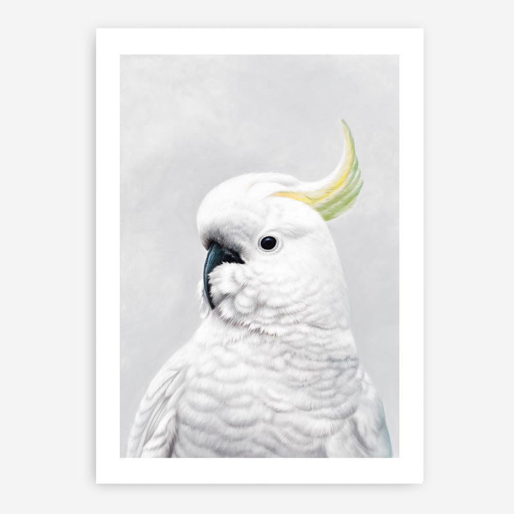Shop White Cockatoo Art Print a painted bird themed wall art print from The Print Emporium wall artwork collection - Buy Australian made fine art painting style poster and framed prints for the home and your interior decor room, TPE-011-AP