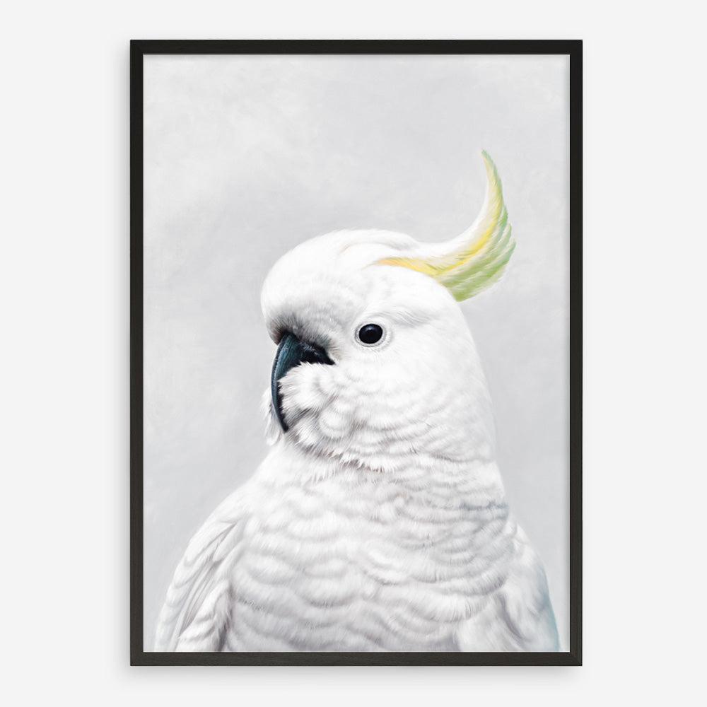 Shop White Cockatoo Art Print a painted bird themed wall art print from The Print Emporium wall artwork collection - Buy Australian made fine art painting style poster and framed prints for the home and your interior decor room, TPE-011-AP