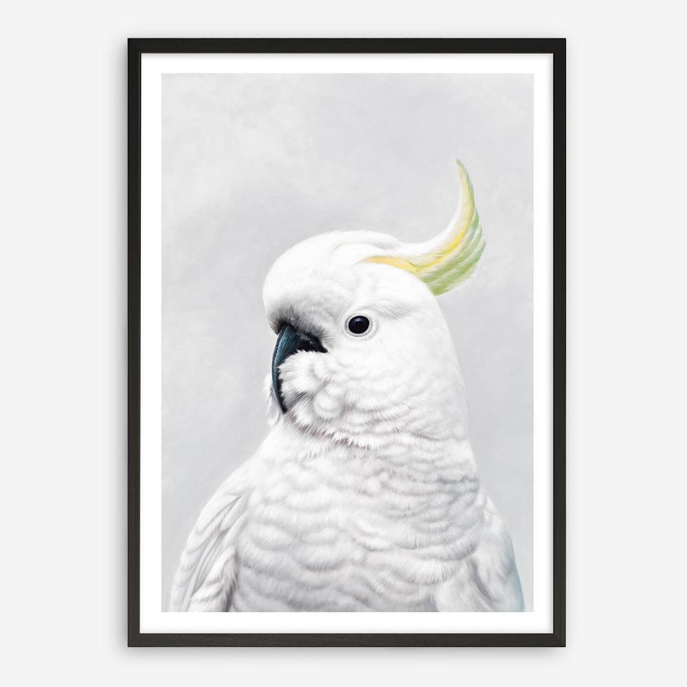 Shop White Cockatoo Art Print a painted bird themed wall art print from The Print Emporium wall artwork collection - Buy Australian made fine art painting style poster and framed prints for the home and your interior decor room, TPE-011-AP