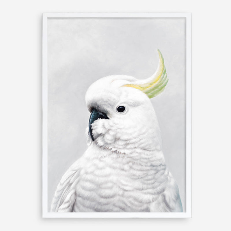Shop White Cockatoo Art Print a painted bird themed wall art print from The Print Emporium wall artwork collection - Buy Australian made fine art painting style poster and framed prints for the home and your interior decor room, TPE-011-AP