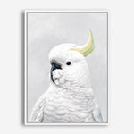 Shop White Cockatoo Canvas Print a painted bird themed framed canvas wall art print from The Print Emporium artwork collection - Buy Australian made fine art painting style stretched canvas prints for the home and your interior decor space, TPE-011-CA-35X46-NF