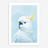 Shop White Cockatoo In Blue Art Print a painted bird themed wall art print from The Print Emporium wall artwork collection - Buy Australian made fine art painting style poster and framed prints for the home and your interior decor room, TPE-010-AP