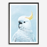 Shop White Cockatoo In Blue Art Print a painted bird themed wall art print from The Print Emporium wall artwork collection - Buy Australian made fine art painting style poster and framed prints for the home and your interior decor room, TPE-010-AP