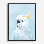 Shop White Cockatoo In Blue Canvas Print a painted bird themed framed canvas wall art print from The Print Emporium artwork collection - Buy Australian made fine art painting style stretched canvas prints for the home and your interior decor space, TPE-010-CA-35X46-NF