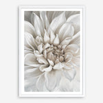 Shop White Dahlia Art Print a floral themed painted wall art print from The Print Emporium wall artwork collection - Buy Australian made fine art painting style poster and framed prints for the home and your interior decor room, TPE-489-AP