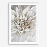 Shop White Dahlia Art Print a floral themed painted wall art print from The Print Emporium wall artwork collection - Buy Australian made fine art painting style poster and framed prints for the home and your interior decor room, TPE-489-AP