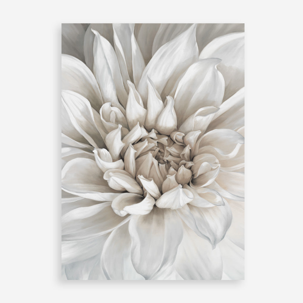 Shop White Dahlia Art Print a floral themed painted wall art print from The Print Emporium wall artwork collection - Buy Australian made fine art painting style poster and framed prints for the home and your interior decor room, TPE-489-AP