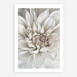 Shop White Dahlia Art Print a floral themed painted wall art print from The Print Emporium wall artwork collection - Buy Australian made fine art painting style poster and framed prints for the home and your interior decor room, TPE-489-AP