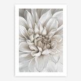 Shop White Dahlia Art Print a floral themed painted wall art print from The Print Emporium wall artwork collection - Buy Australian made fine art painting style poster and framed prints for the home and your interior decor room, TPE-489-AP