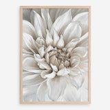 Shop White Dahlia Art Print a floral themed painted wall art print from The Print Emporium wall artwork collection - Buy Australian made fine art painting style poster and framed prints for the home and your interior decor room, TPE-489-AP