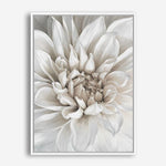 Shop White Dahlia Canvas Print a floral themed painted framed canvas wall art print from The Print Emporium artwork collection - Buy Australian made fine art painting style stretched canvas prints for the home and your interior decor space, TPE-489-CA-35X46-NF