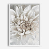 Shop White Dahlia Canvas Print a floral themed painted framed canvas wall art print from The Print Emporium artwork collection - Buy Australian made fine art painting style stretched canvas prints for the home and your interior decor space, TPE-489-CA-35X46-NF
