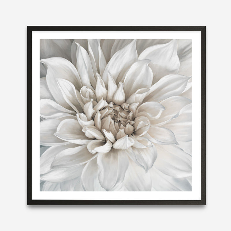 Shop White Dahlia (Square) Art Print a floral themed painted wall art print from The Print Emporium wall artwork collection - Buy Australian made fine art painting style poster and framed prints for the home and your interior decor room, TPE-187-AP