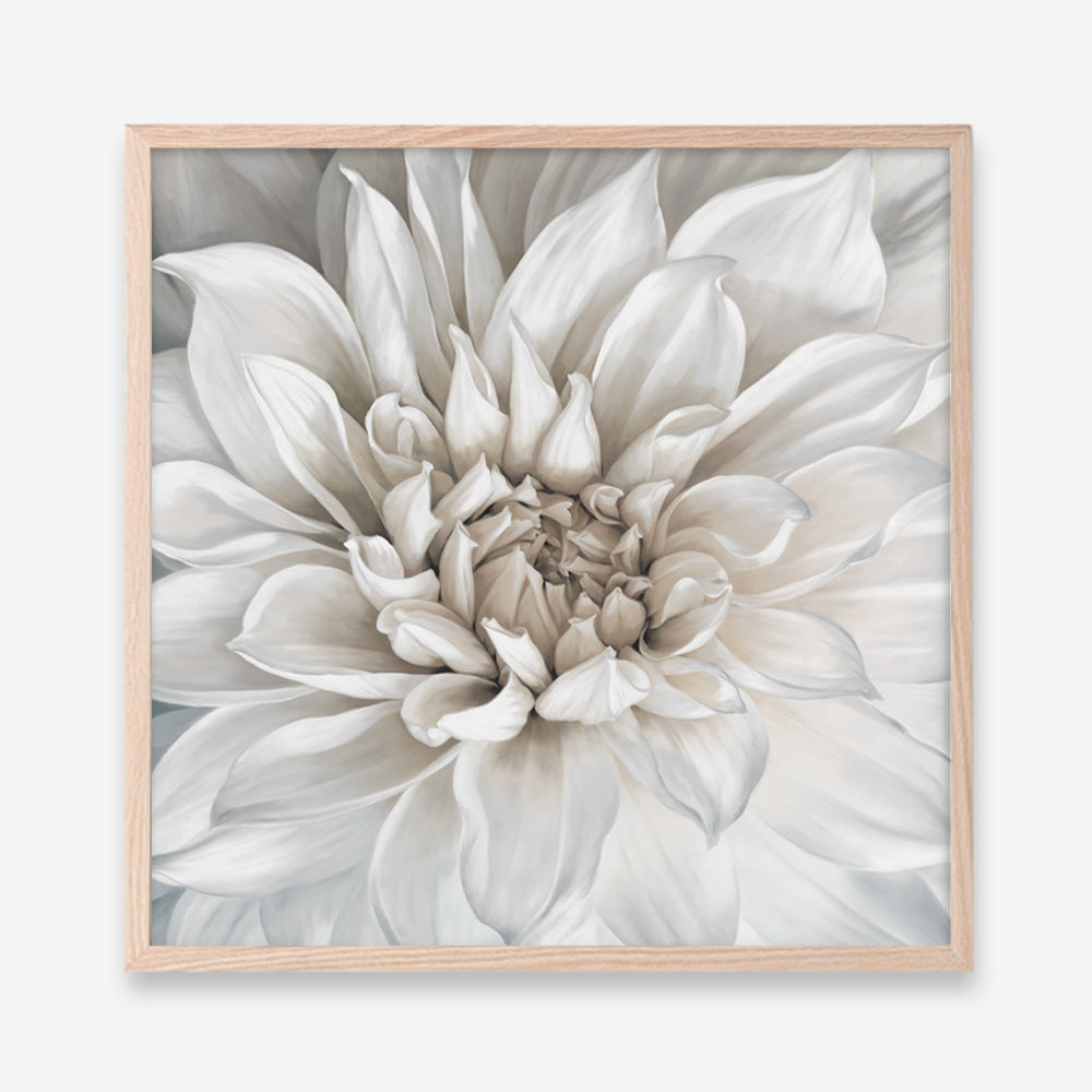 Shop White Dahlia (Square) Art Print a floral themed painted wall art print from The Print Emporium wall artwork collection - Buy Australian made fine art painting style poster and framed prints for the home and your interior decor room, TPE-187-AP