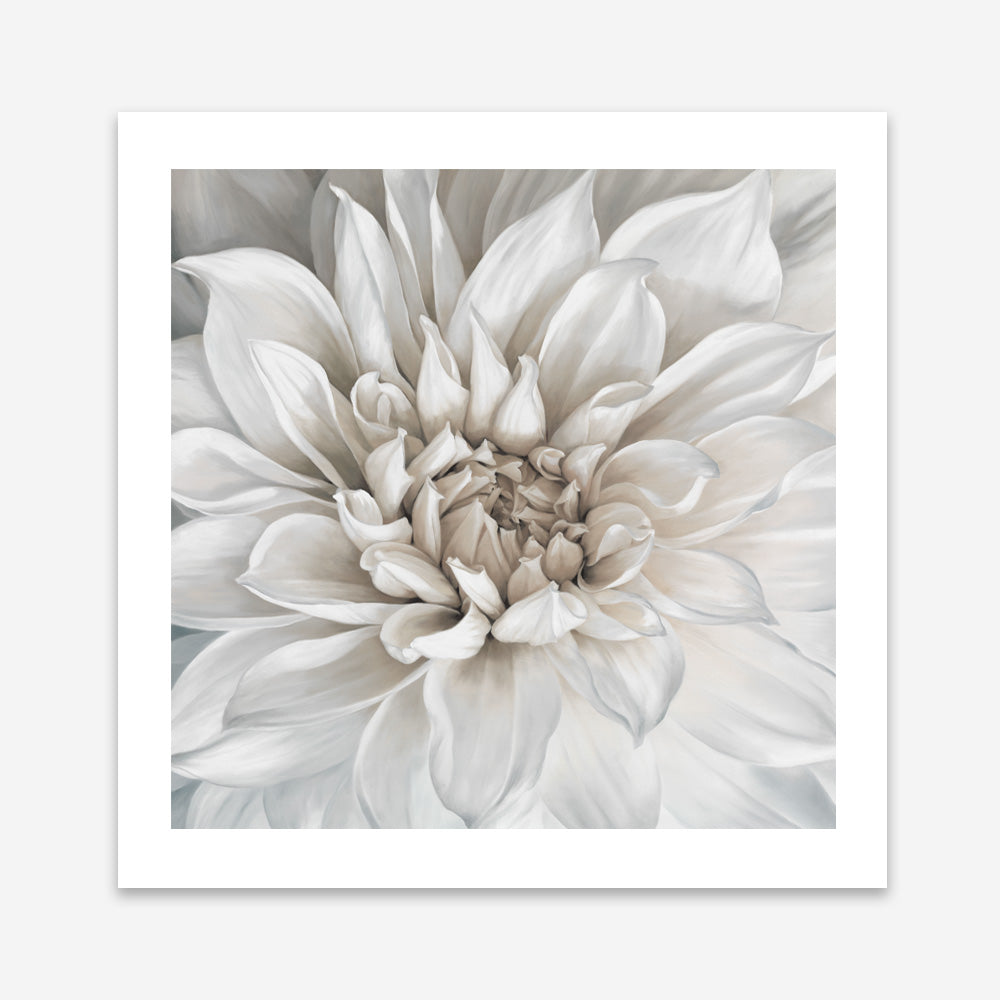 Shop White Dahlia (Square) Art Print a floral themed painted wall art print from The Print Emporium wall artwork collection - Buy Australian made fine art painting style poster and framed prints for the home and your interior decor room, TPE-187-AP