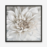 Shop White Dahlia (Square) Art Print a floral themed painted wall art print from The Print Emporium wall artwork collection - Buy Australian made fine art painting style poster and framed prints for the home and your interior decor room, TPE-187-AP