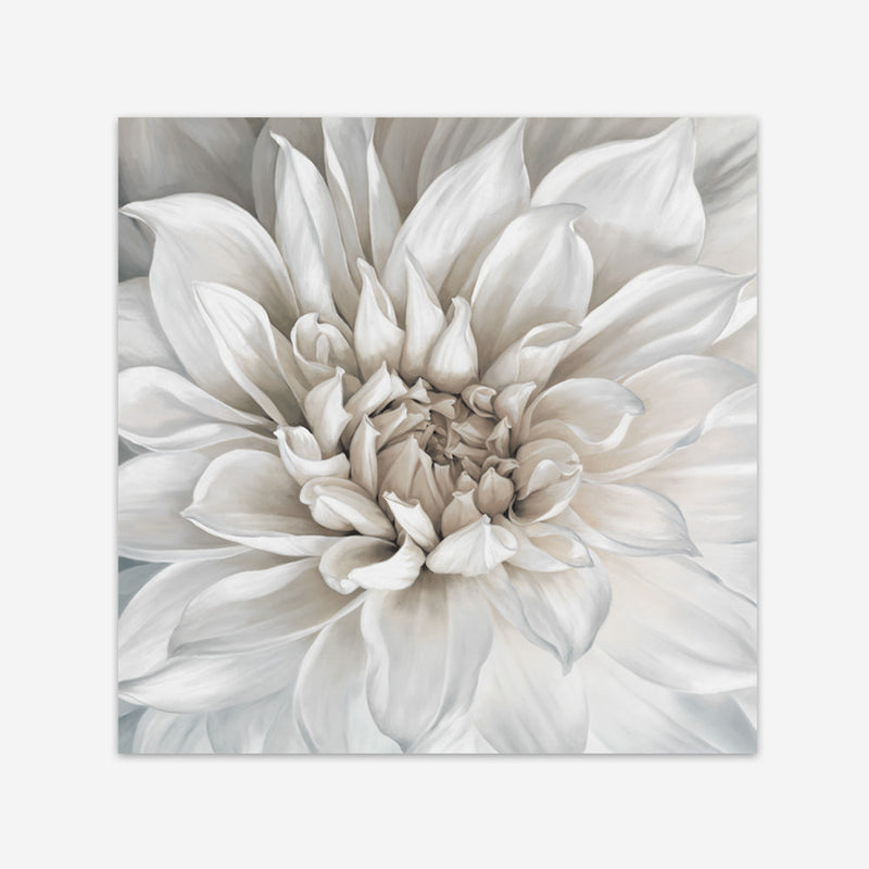 Shop White Dahlia (Square) Art Print a floral themed painted wall art print from The Print Emporium wall artwork collection - Buy Australian made fine art painting style poster and framed prints for the home and your interior decor room, TPE-187-AP