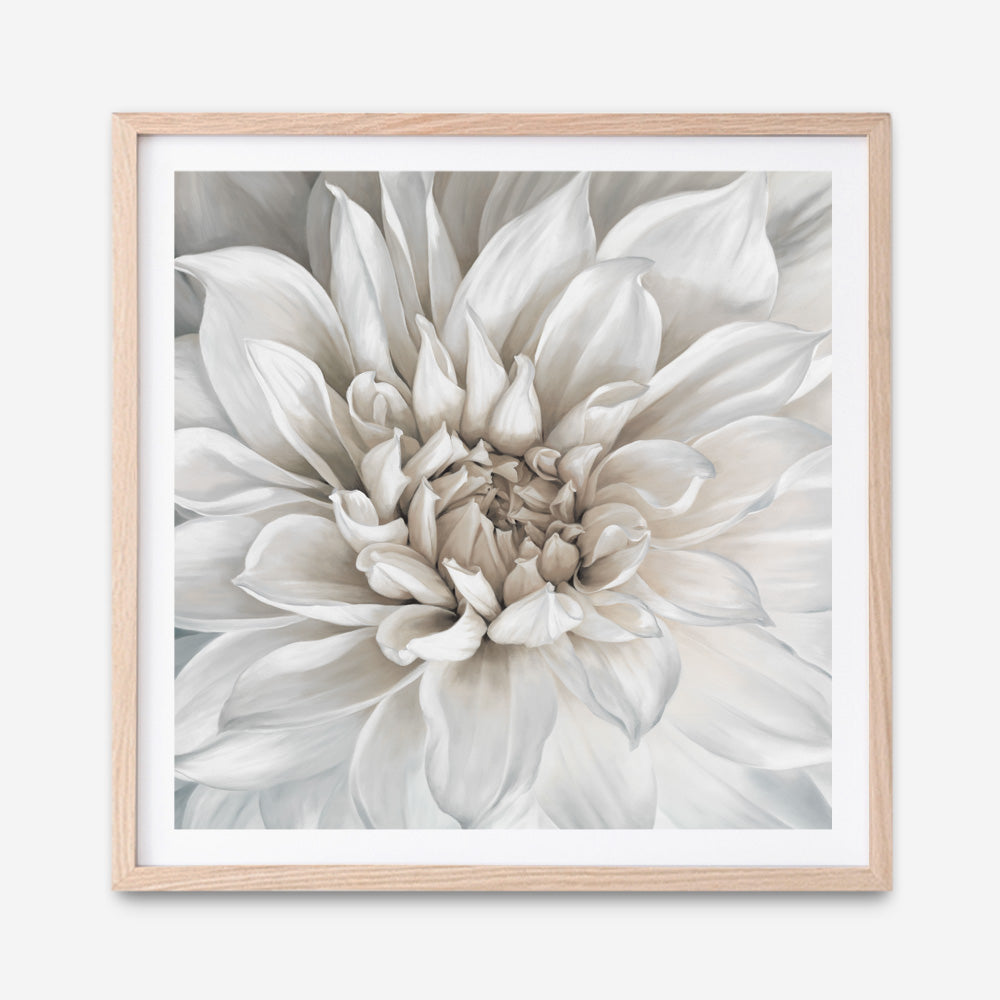 Shop White Dahlia (Square) Art Print a floral themed painted wall art print from The Print Emporium wall artwork collection - Buy Australian made fine art painting style poster and framed prints for the home and your interior decor room, TPE-187-AP