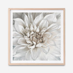 Shop White Dahlia (Square) Art Print a floral themed painted wall art print from The Print Emporium wall artwork collection - Buy Australian made fine art painting style poster and framed prints for the home and your interior decor room, TPE-187-AP