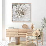Shop White Dahlia (Square) Art Print a floral themed painted wall art print from The Print Emporium wall artwork collection - Buy Australian made fine art painting style poster and framed prints for the home and your interior decor room, TPE-187-AP