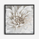 Shop White Dahlia (Square) Canvas Print a floral themed painted framed canvas wall art print from The Print Emporium artwork collection - Buy Australian made fine art painting style stretched canvas prints for the home and your interior decor space, TPE-187-CA-40X40-NF
