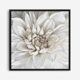 Shop White Dahlia (Square) Canvas Print a floral themed painted framed canvas wall art print from The Print Emporium artwork collection - Buy Australian made fine art painting style stretched canvas prints for the home and your interior decor space, TPE-187-CA-40X40-NF
