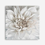 Shop White Dahlia (Square) Canvas Print a floral themed painted framed canvas wall art print from The Print Emporium artwork collection - Buy Australian made fine art painting style stretched canvas prints for the home and your interior decor space, TPE-187-CA-40X40-NF