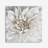 Shop White Dahlia (Square) Canvas Print a floral themed painted framed canvas wall art print from The Print Emporium artwork collection - Buy Australian made fine art painting style stretched canvas prints for the home and your interior decor space, TPE-187-CA-40X40-NF