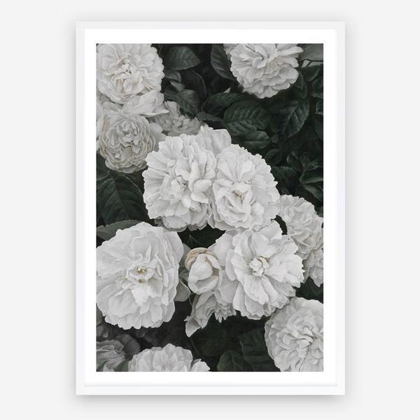 Shop White English Roses Art Print a floral themed painted wall art print from The Print Emporium wall artwork collection - Buy Australian made fine art painting style poster and framed prints for the home and your interior decor room, TPE-008-AP