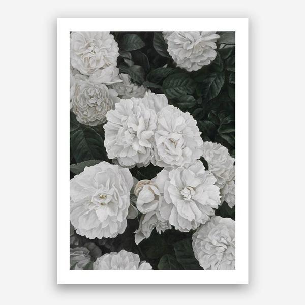 Shop White English Roses Art Print a floral themed painted wall art print from The Print Emporium wall artwork collection - Buy Australian made fine art painting style poster and framed prints for the home and your interior decor room, TPE-008-AP
