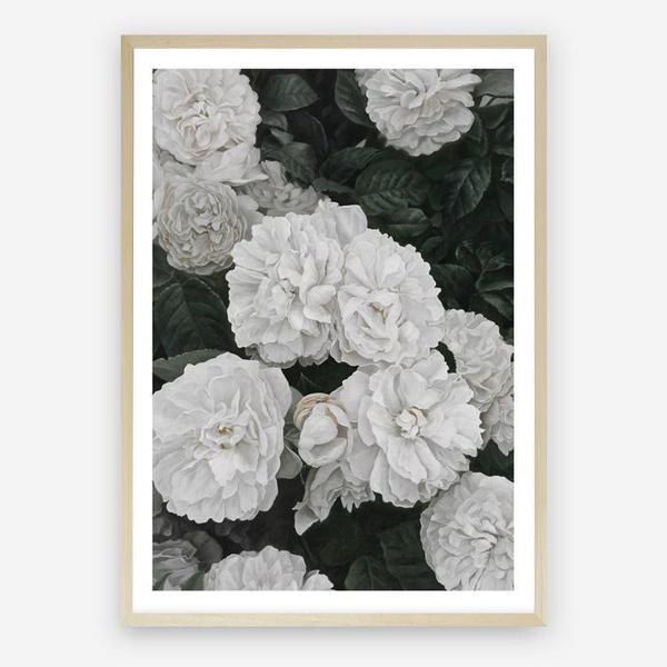 Shop White English Roses Art Print a floral themed painted wall art print from The Print Emporium wall artwork collection - Buy Australian made fine art painting style poster and framed prints for the home and your interior decor room, TPE-008-AP