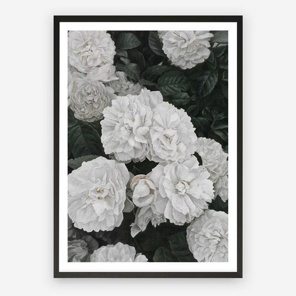 Shop White English Roses Art Print a floral themed painted wall art print from The Print Emporium wall artwork collection - Buy Australian made fine art painting style poster and framed prints for the home and your interior decor room, TPE-008-AP