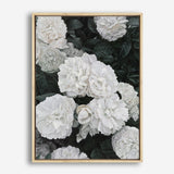 Shop White English Roses Canvas Print a floral themed painted framed canvas wall art print from The Print Emporium artwork collection - Buy Australian made fine art painting style stretched canvas prints for the home and your interior decor space, TPE-008-CA-35X46-NF