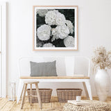 Shop White English Roses (Square) Art Print a floral themed painted wall art print from The Print Emporium wall artwork collection - Buy Australian made fine art painting style poster and framed prints for the home and your interior decor room, TPE-063-AP