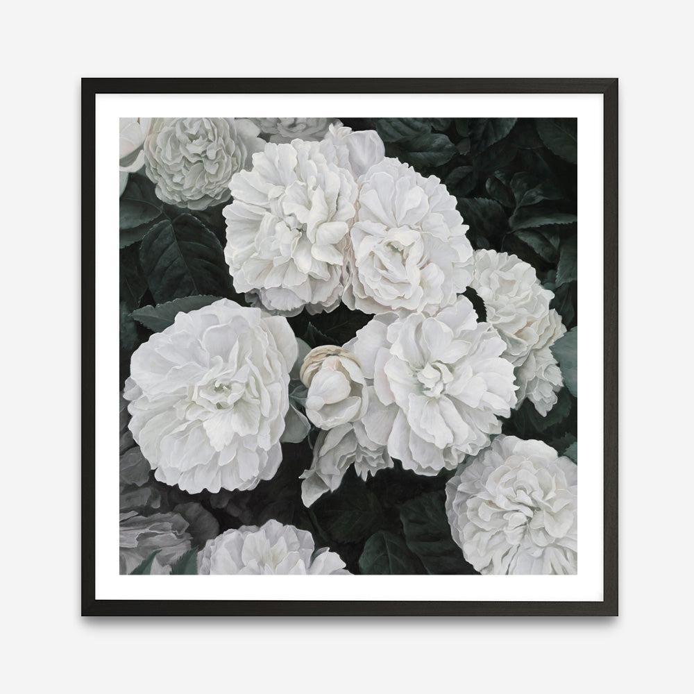 Shop White English Roses (Square) Art Print a floral themed painted wall art print from The Print Emporium wall artwork collection - Buy Australian made fine art painting style poster and framed prints for the home and your interior decor room, TPE-063-AP