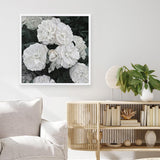 Shop White English Roses (Square) Art Print a floral themed painted wall art print from The Print Emporium wall artwork collection - Buy Australian made fine art painting style poster and framed prints for the home and your interior decor room, TPE-063-AP