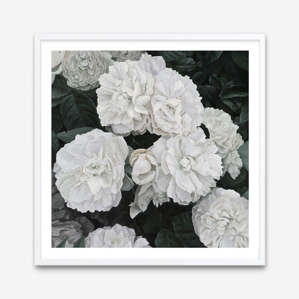 Shop White English Roses (Square) Art Print a floral themed painted wall art print from The Print Emporium wall artwork collection - Buy Australian made fine art painting style poster and framed prints for the home and your interior decor room, TPE-063-AP