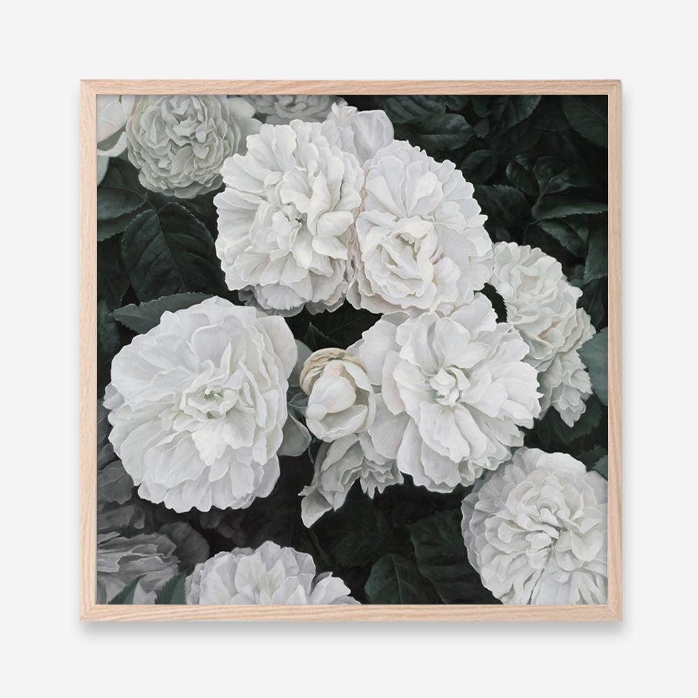 Shop White English Roses (Square) Art Print a floral themed painted wall art print from The Print Emporium wall artwork collection - Buy Australian made fine art painting style poster and framed prints for the home and your interior decor room, TPE-063-AP