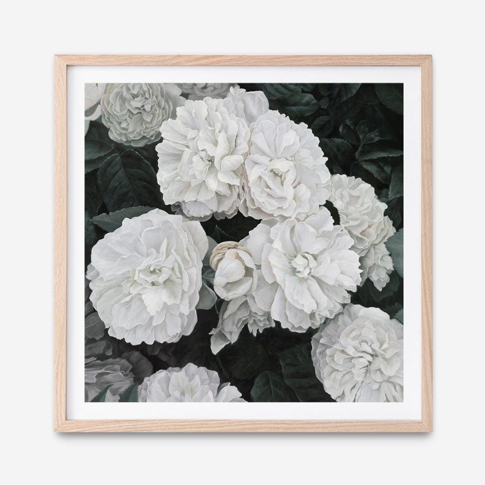 Shop White English Roses (Square) Art Print a floral themed painted wall art print from The Print Emporium wall artwork collection - Buy Australian made fine art painting style poster and framed prints for the home and your interior decor room, TPE-063-AP