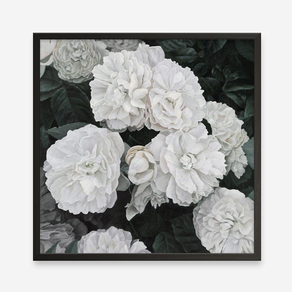 Shop White English Roses (Square) Art Print a floral themed painted wall art print from The Print Emporium wall artwork collection - Buy Australian made fine art painting style poster and framed prints for the home and your interior decor room, TPE-063-AP