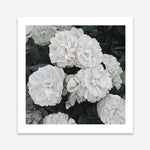 Shop White English Roses (Square) Art Print a floral themed painted wall art print from The Print Emporium wall artwork collection - Buy Australian made fine art painting style poster and framed prints for the home and your interior decor room, TPE-063-AP