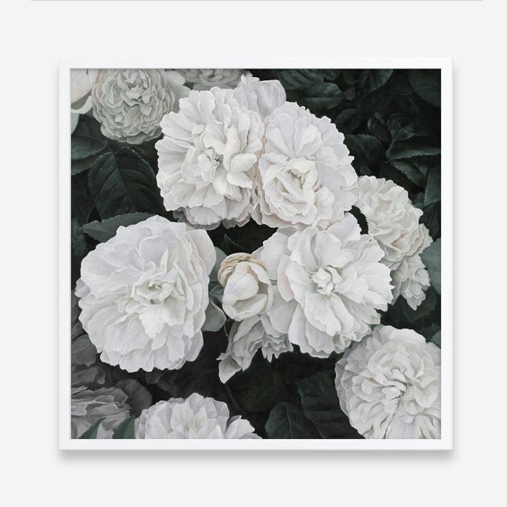 Shop White English Roses (Square) Art Print a floral themed painted wall art print from The Print Emporium wall artwork collection - Buy Australian made fine art painting style poster and framed prints for the home and your interior decor room, TPE-063-AP
