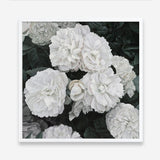 Shop White English Roses (Square) Art Print a floral themed painted wall art print from The Print Emporium wall artwork collection - Buy Australian made fine art painting style poster and framed prints for the home and your interior decor room, TPE-063-AP