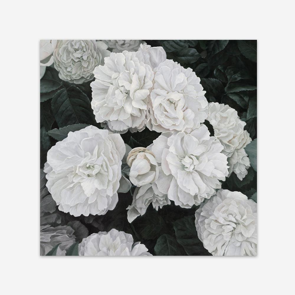 Shop White English Roses (Square) Art Print a floral themed painted wall art print from The Print Emporium wall artwork collection - Buy Australian made fine art painting style poster and framed prints for the home and your interior decor room, TPE-063-AP
