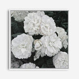 Shop White English Roses (Square) Canvas Print a floral themed painted framed canvas wall art print from The Print Emporium artwork collection - Buy Australian made fine art painting style stretched canvas prints for the home and your interior decor space, TPE-063-CA-40X40-NF