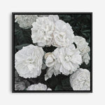 Shop White English Roses (Square) Canvas Print a floral themed painted framed canvas wall art print from The Print Emporium artwork collection - Buy Australian made fine art painting style stretched canvas prints for the home and your interior decor space, TPE-063-CA-40X40-NF