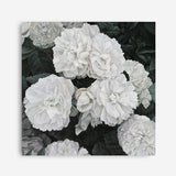Shop White English Roses (Square) Canvas Print a floral themed painted framed canvas wall art print from The Print Emporium artwork collection - Buy Australian made fine art painting style stretched canvas prints for the home and your interior decor space, TPE-063-CA-40X40-NF