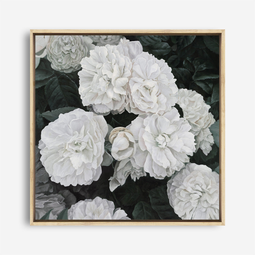 Shop White English Roses (Square) Canvas Print a floral themed painted framed canvas wall art print from The Print Emporium artwork collection - Buy Australian made fine art painting style stretched canvas prints for the home and your interior decor space, TPE-063-CA-40X40-NF