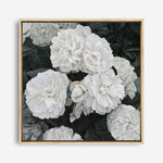 Shop White English Roses (Square) Canvas Print a floral themed painted framed canvas wall art print from The Print Emporium artwork collection - Buy Australian made fine art painting style stretched canvas prints for the home and your interior decor space, TPE-063-CA-40X40-NF