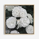 Shop White English Roses (Square) Canvas Print a floral themed painted framed canvas wall art print from The Print Emporium artwork collection - Buy Australian made fine art painting style stretched canvas prints for the home and your interior decor space, TPE-063-CA-40X40-NF